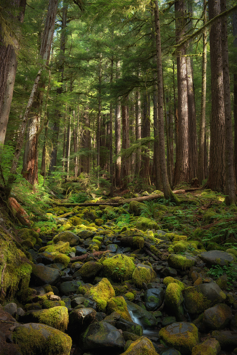 sublim-ature:  Olympic Rainforest, WashingtonRyan Buchanan 