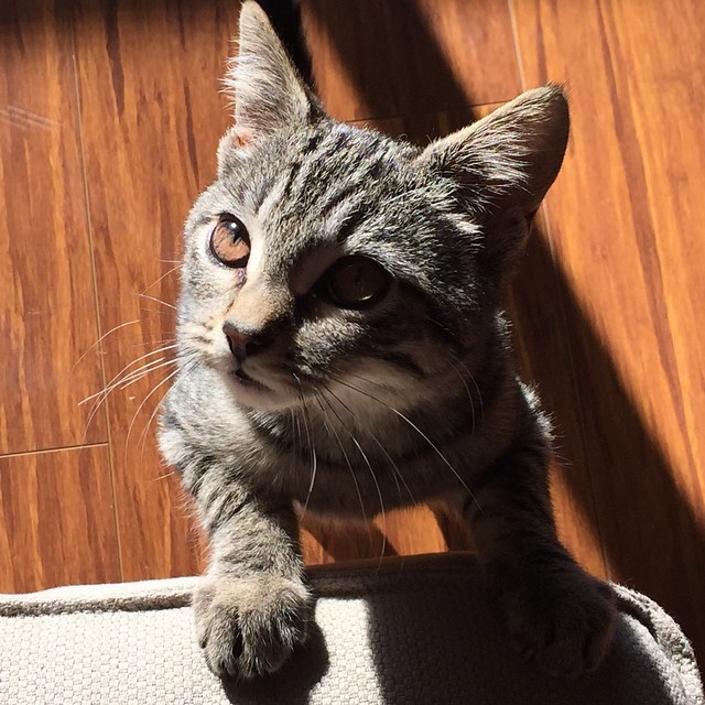 lanastumblah:  What a pretty kitty you are, Leia 🐱 