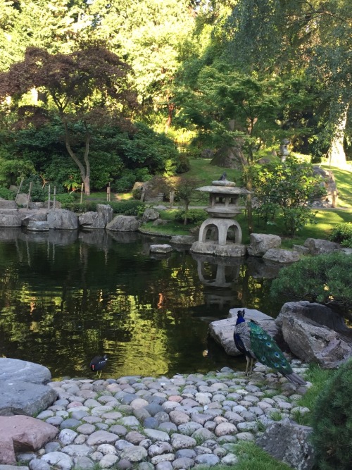 p-lutochild:  A peacock in Kyoto gardens