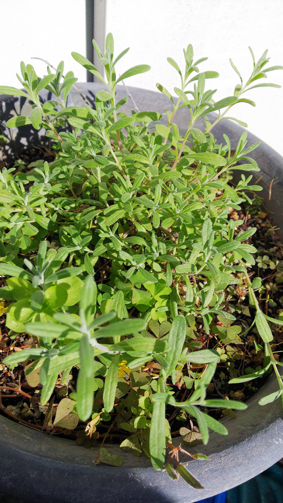 Diy Herb タイム タボール Diy Herb タイム タボール