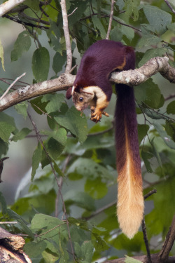 earth-song:  The Indian giant squirrel, also