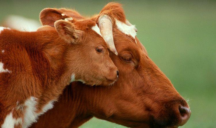 veganmovement2012:  Non-human parents love their young as much as we love ours