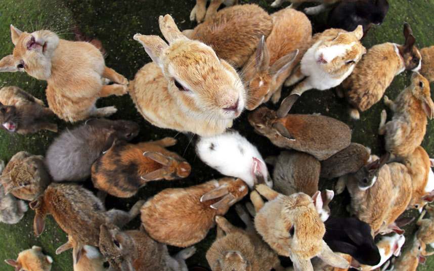 lost-and-found-box:  There’s a small island in Japan called Okunoshima with thousands