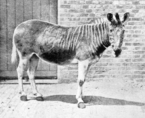 polandsball:A quagga mare at the London Zoo in 1870; this is the only specimen photographed alive