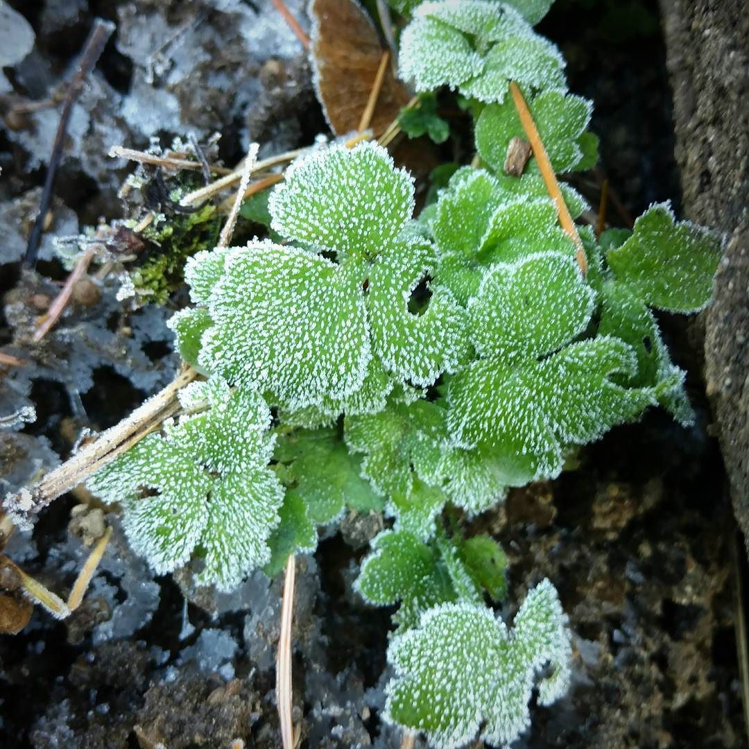 Winter is coming #outdoors #plants #frost #icy #Redmond #Washington #nature
from Instagram: