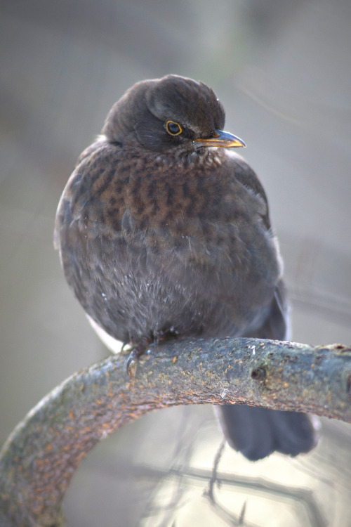 Common Blackbird (Turdus merula)>>by Jyrki Salmi