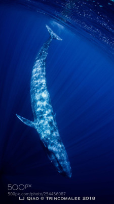 Socialfoto:半眯上的温柔眼睛 生物名：Blue Whale, Balaenoptera Musculus
