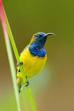 coffeenuts:  libutron:Olive-Backed Sunbird - male | ©Yan Leong Lee   (Singapore)The Olive-backed sunbird, Nectarinia jugularis (Passeriformes - Nectariniidae), also known as Yellow-breasted Sunbird, is a beautiful bird up to 12 cm, with olive green