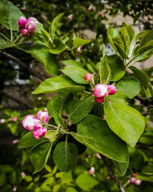 Яблоня #beautiful #flowers #trees #green #blooming #spring #macro #appletree #apple #macrophotograph