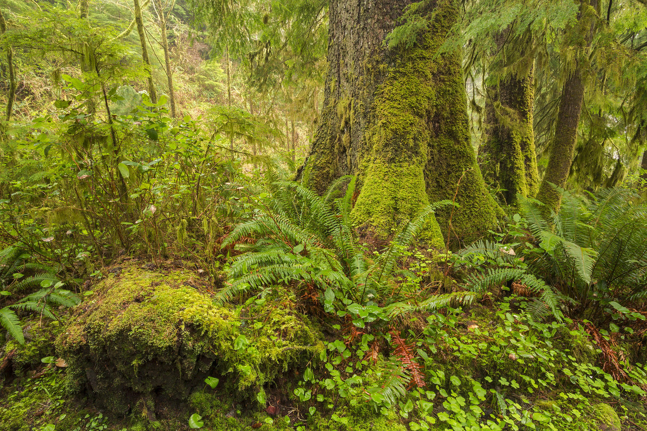 90377:    Cascadia Forest Giants by l_c_m_tt_website | instagram   