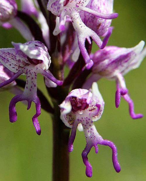 For my future animal themed garden - monkey orchids! More pics at BuzzFeed.