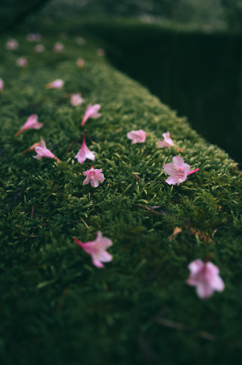 Tani-utsugi flower by Kiyoshi YAMATODANI