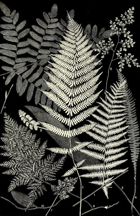 Nemfrog:various Ferns. The Fern Paradise. 1878.Internet Archive