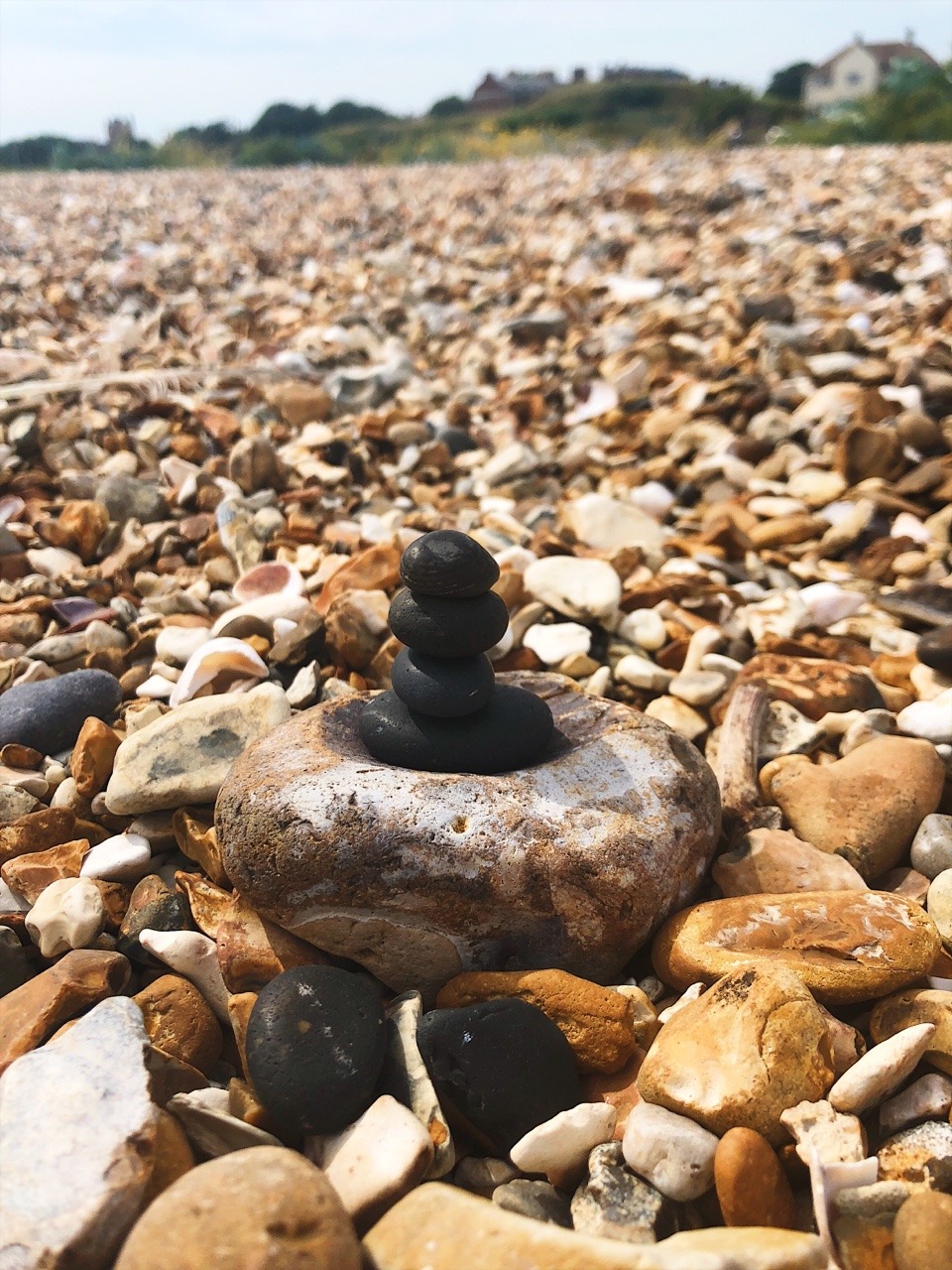 augustdieshemust:  Humans are dicks. I’m going to live on the beach and become