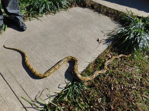 godss-gift: mr. man- 8ft tiger reticulated python