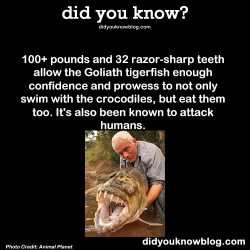 did-you-kno:  100+ pounds and 32 razor-sharp teeth allow the Goliath tigerfish enough confidence and prowess to not only swim with the crocodiles, but eat them too. It’s also been known to attack humans. Source  Fuhhhhhhhhhhh