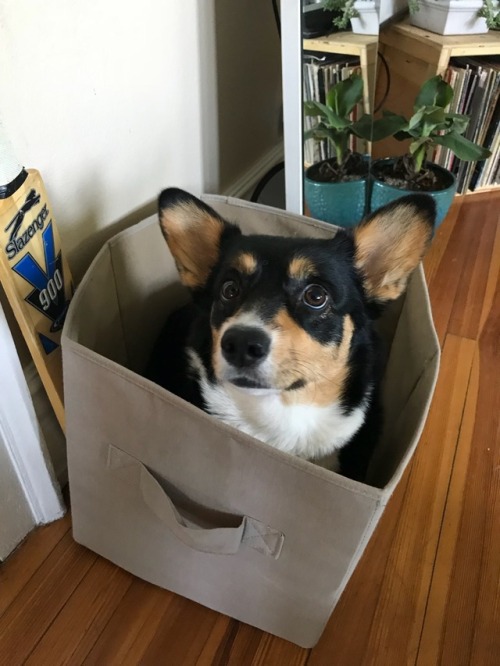 indigothecorgi:  Corg in a box (and other related containers)