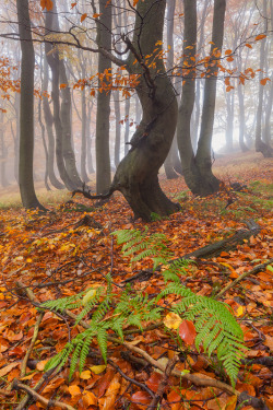 mistymorningme:  Twisted Beech by TobiasRichter