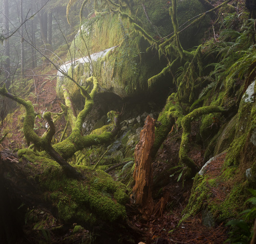 mahonrig: Pacific Northwest rainforest