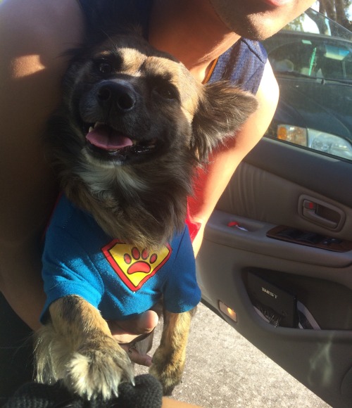 sovietsweetheart: My dog is a Corgi/German Shepard and I’m really proud of him and his accompl