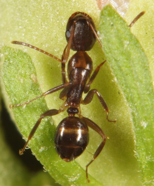 Camponotus subbarbatusSorry I haven’t posted as much everyone; fall semester just started and 