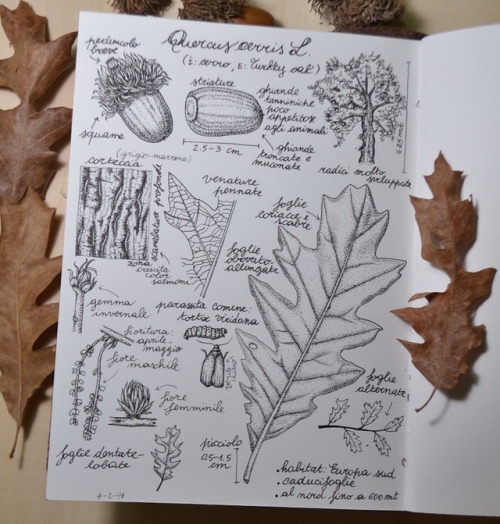 From my journal: Quercus cerris L. 