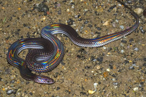 astronomy-to-zoology:Sunbeam Snake (Xenopeltis unicolor)is a species of non-venomous snake native to