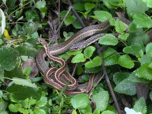 In The Backyard A Couple Of Days Ago.