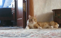 khabi-khushi-khabie-gham:  Here is gif collection of cats being cats