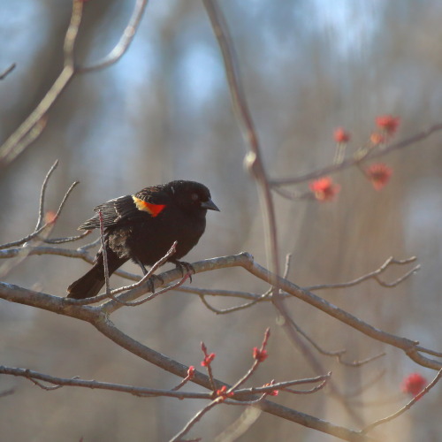 thomas–bombadil:A blackbird atop budding maple.