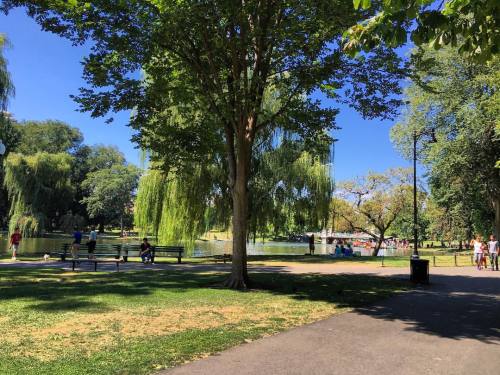 #boston #ma #Massachusetts #newengland #bostonpublicgarden #bostonpublicgardens #nature #nature_perf