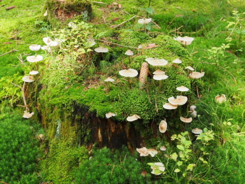 wockedypockedy:Mushroom castle 