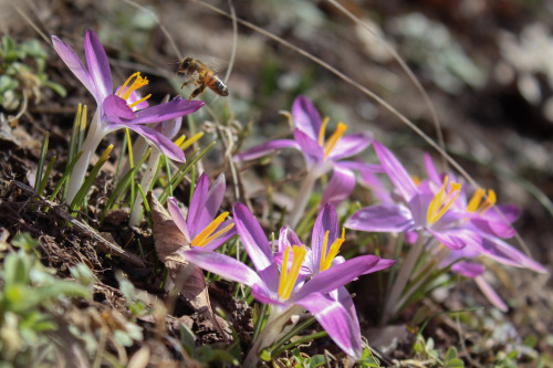 Its the very beginning of March and Spring is starting to make a stronger appearance now.  Lots