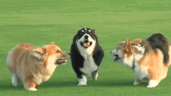 pleatedjeans:  20 Corgi Athletes That Are Trying Their Best