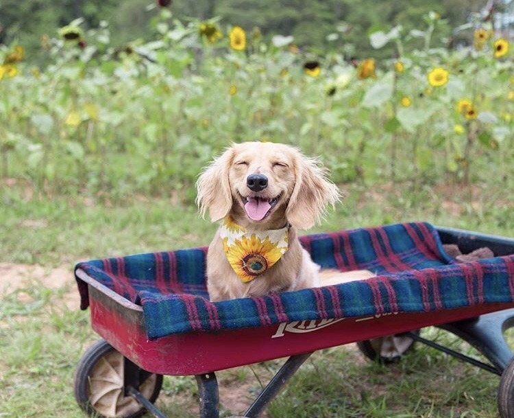 friendly-animals:  (Source)