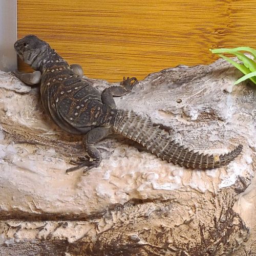 Daily yoga practice #uromastyx #ocellata #lizard #reptilesofinstagram https://www.instagram.com/p/CL