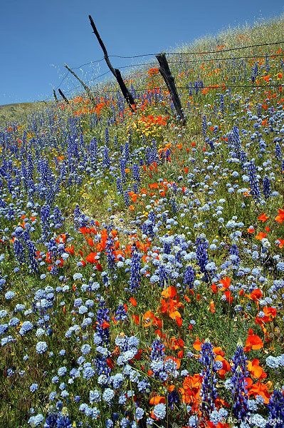 Wildflower Moodboard