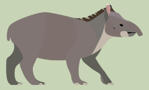 Tapirus terrestris - Brazilian Tapir