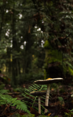 Natural-Magics:  By Tyler Stephens 