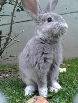 schrimpz:  mi puto conejo la lleva en tumblr
