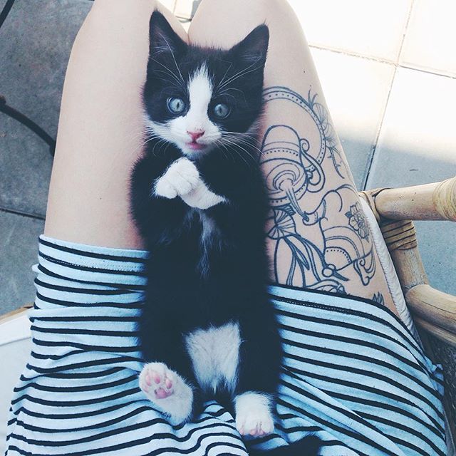 Tattoos and Modifications