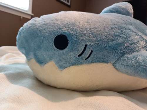 Look It's My Pet Shark Gil! I Got Him A Couple Weeks Ago But I Just Got Around To Taking Proper Pictures.