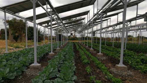 solarpunks:Innovative Project Is Growing Crops Beneath Solar Panels in KenyaThe project, officially 