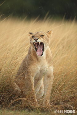 llbwwb:  Lioness by Lee Fisher.