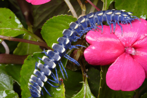 ftcreature: The Featured Creature: Stunning Bright Blue Cloud Forest Millipede Is Sure to Shock You 