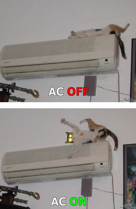 srsfunny:Cat’s Reaction To Being Awokenhttp://srsfunny.tumblr.com/