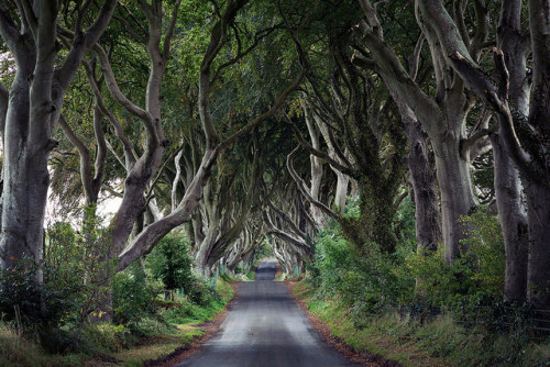 fieldsinireland:Dark Hedges by Spumador on Flickr.