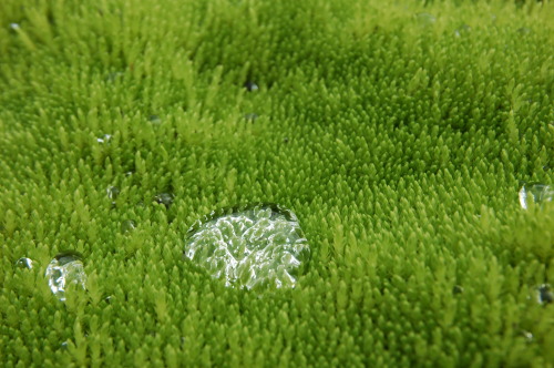 DropThis tiny set of water droplets are sitting on a thick layer of moss, enough to keep the water f