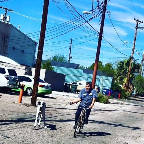 #greatdane and #bicycle in #tucson #sootersautoservice #sootersautomotivehttps://www.instagram.com