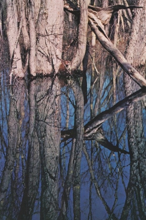 retrospectia: Drowned trees in Eels Creek, Kawartha Lakes, Ontario. From Wilderness Canada, 1970